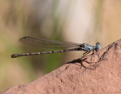 Dragonfly on the rock