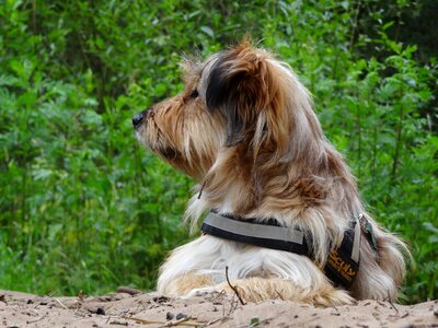 Brown pride fur