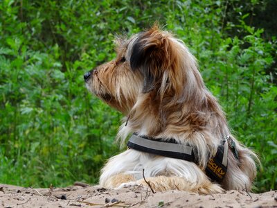 Brown pride fur photo