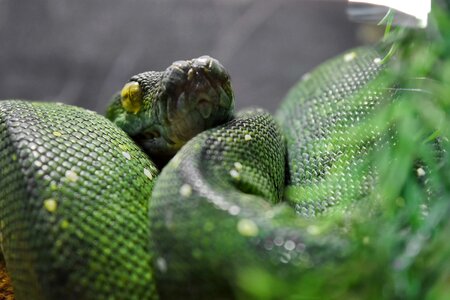 Python rainforest nature photo
