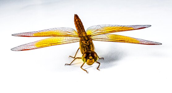 Close up chitin wing photo