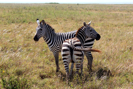 Zebras in the game Reserve in Nairobi, Kenya photo