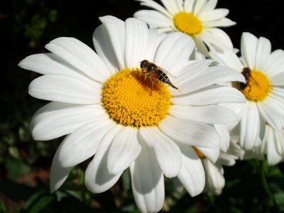 Bee honey flower