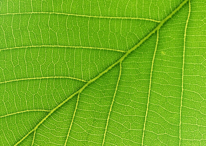 Close up leaf texture photo