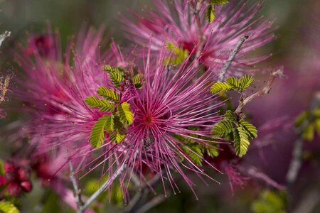 Beautiful bloom desert