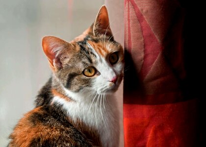 Animal cat cute