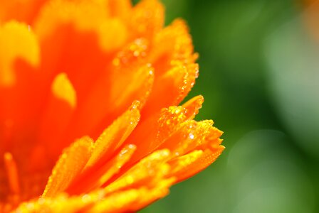 Plant summer autumn