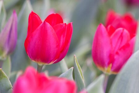 Nature flowers tulips