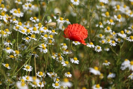 Flower meadow summer flowers photo