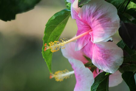 Pink White Hibiscus Rose Mallow
