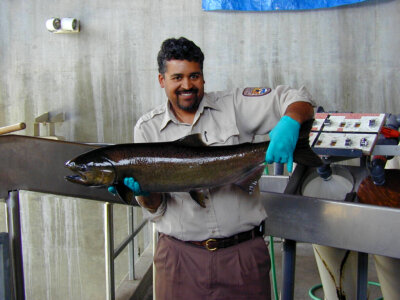 Adult Chinook Salmon
