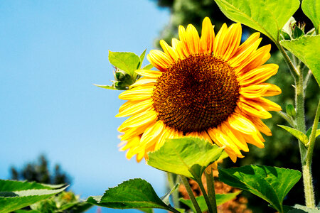1 Garden of sunflowers at summer. Detail of sunflower