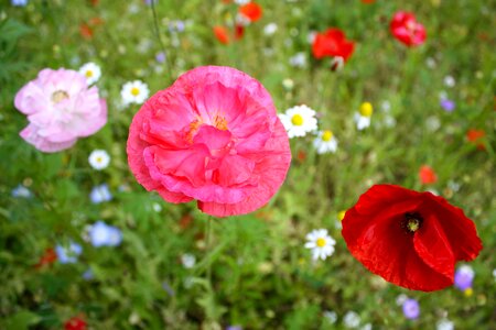 Beautiful Flowers bloom blooming photo