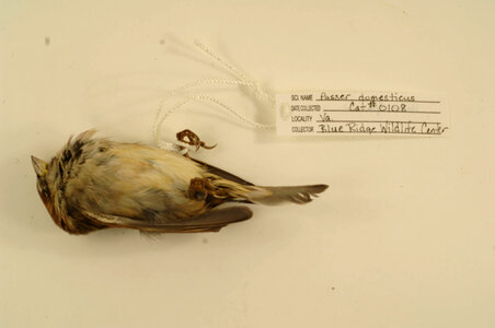 Passer domesticus-1