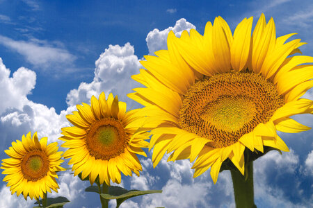Sunflowers