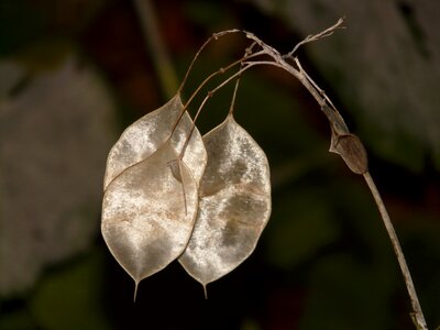 Lunaria kreuzbluetengewaech brassicaceae