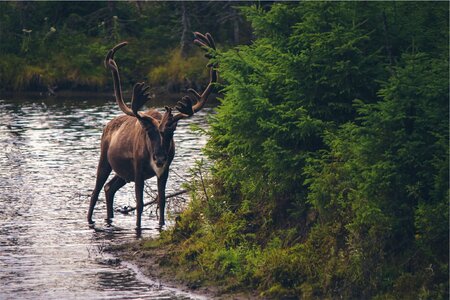 Alaska animal deer photo