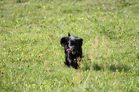 Meadow happiness grass