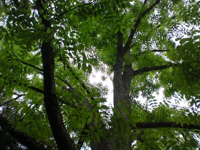 Nature park branch