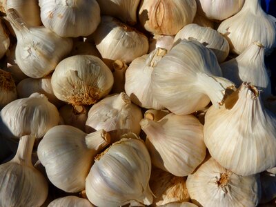 Sharp medicinal plant clove of garlic photo