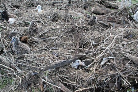 Albatross photo