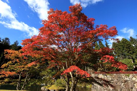 Acacia autumn autumn season photo