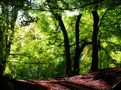 Autumn mood tree