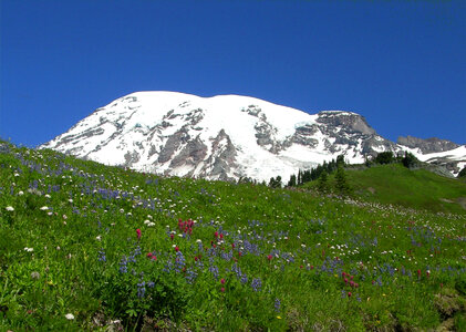 Wildflower Meadow near Paradise in Mount Rainier National Park, Washington