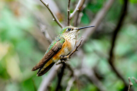 Male Rufous hummingbird on twig photo