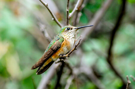 Male Rufous hummingbird on twig