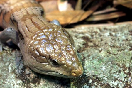Fauna lizard reptile