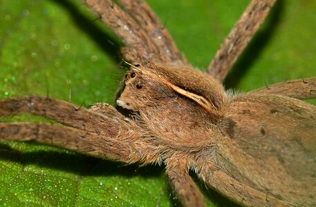Araneae spiders pisaura