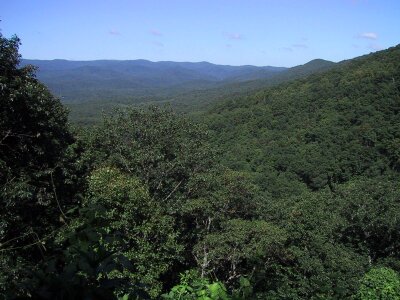 Deep forest jungle