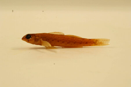Etheostoma olmstedi x nigrum-1