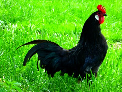 Chicken breed livestock hahn