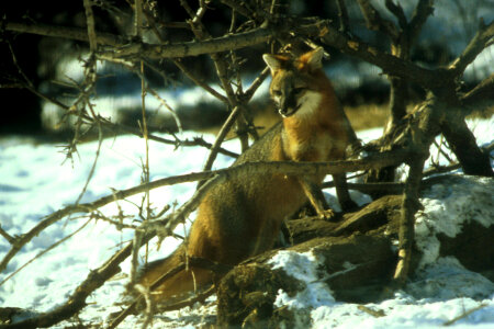 Gray Fox-1 photo