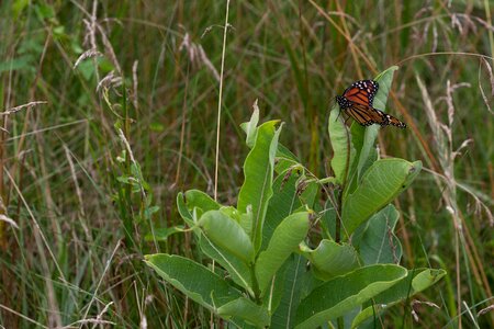 Animal Asclepias syriaca bug photo