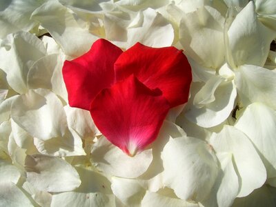 Red heart rose photo