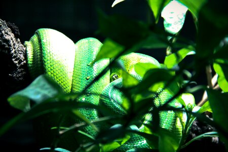 Snake terrarium green