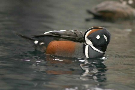 Bird duck Histrionicus histrionicus