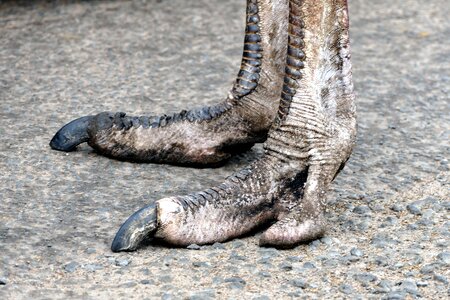 Nature animal foot photo