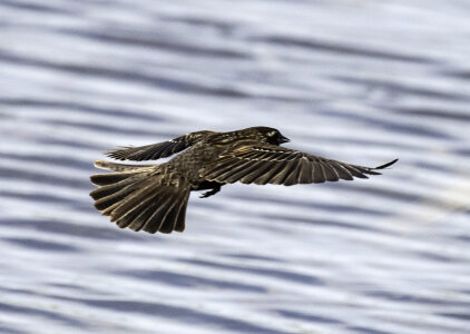 Female Red-Winged Blackbird in flight -- Agelaius phoeniceus