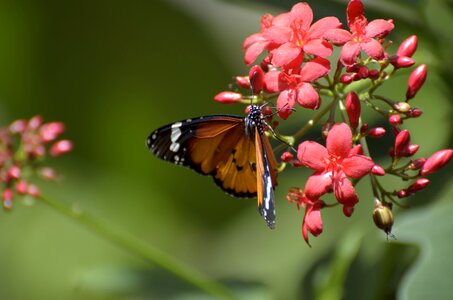 Summer spring flower