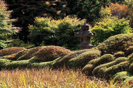 Field forest garden photo