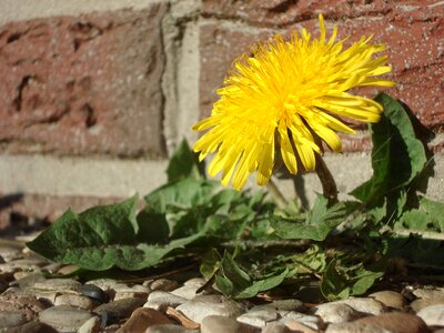 Flower roadside plant