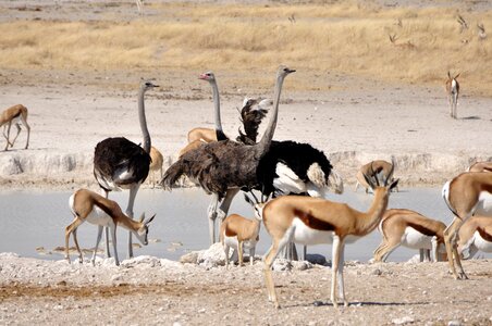 Antelope springbok watering hole photo