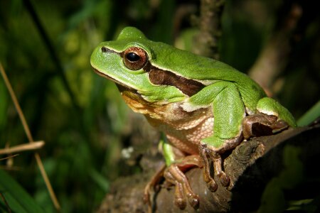 Macro green amphibian