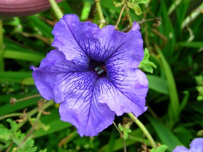 Flowers petunias purple flowers photo