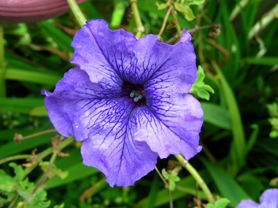 Flowers petunias purple flowers