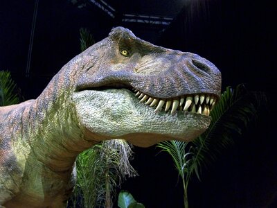 Tyrannosaurus rex dino reptile photo